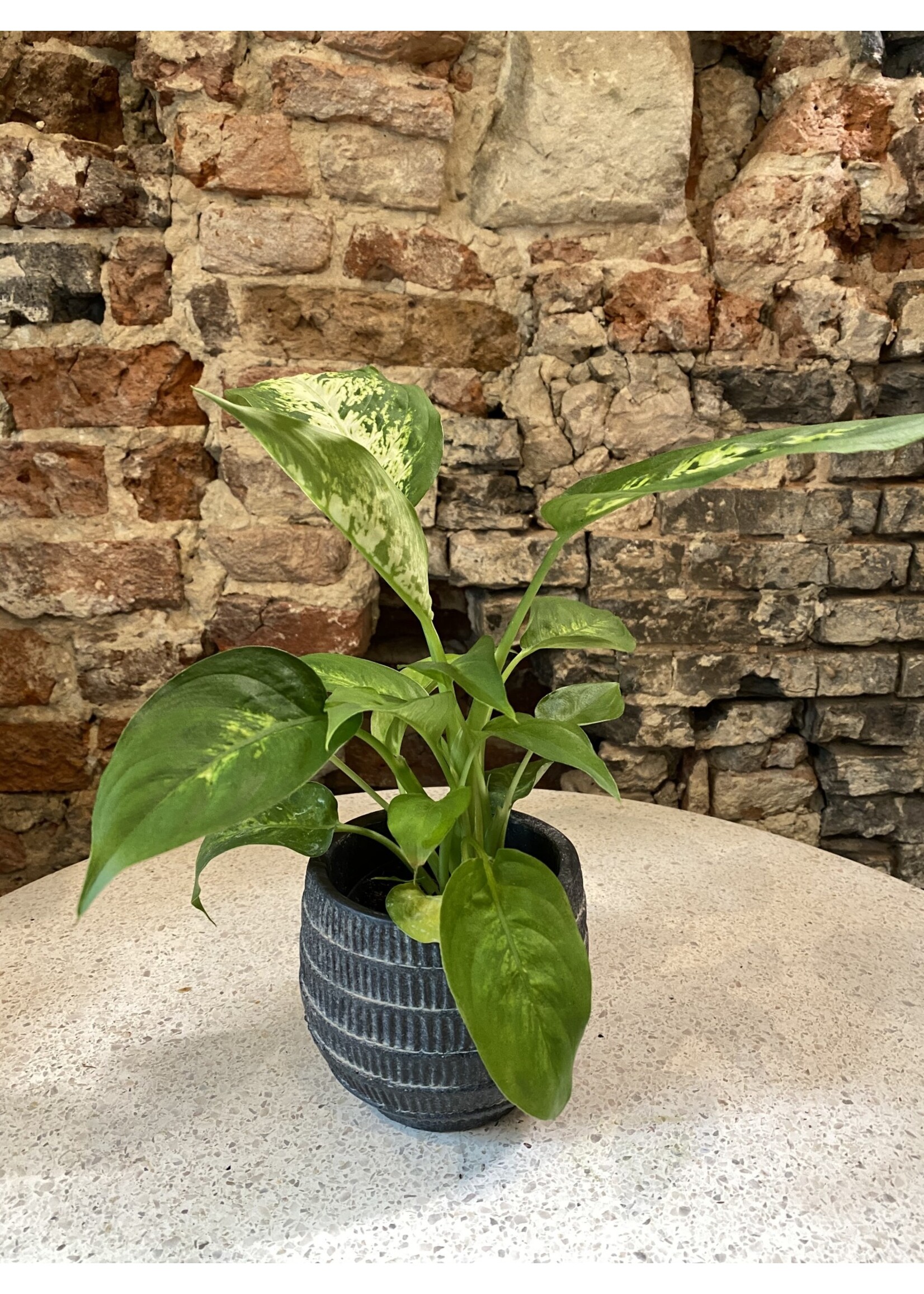 Dieffenbachia maculata 'Camilla' ∅9