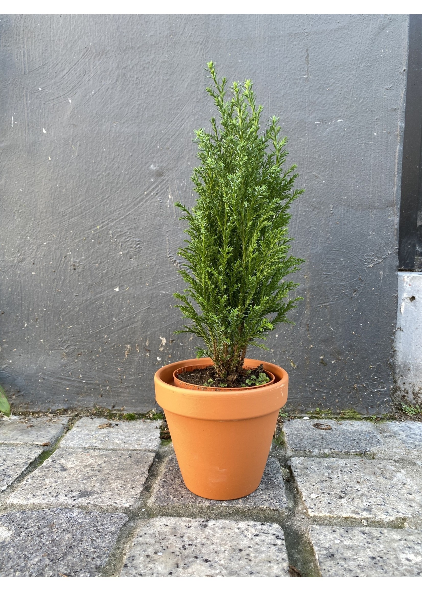 Chamaecyparis ellwoodii (Lawson Cypress) Ø11 h50