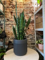 Sansevieria zeylanica ∅19 h75