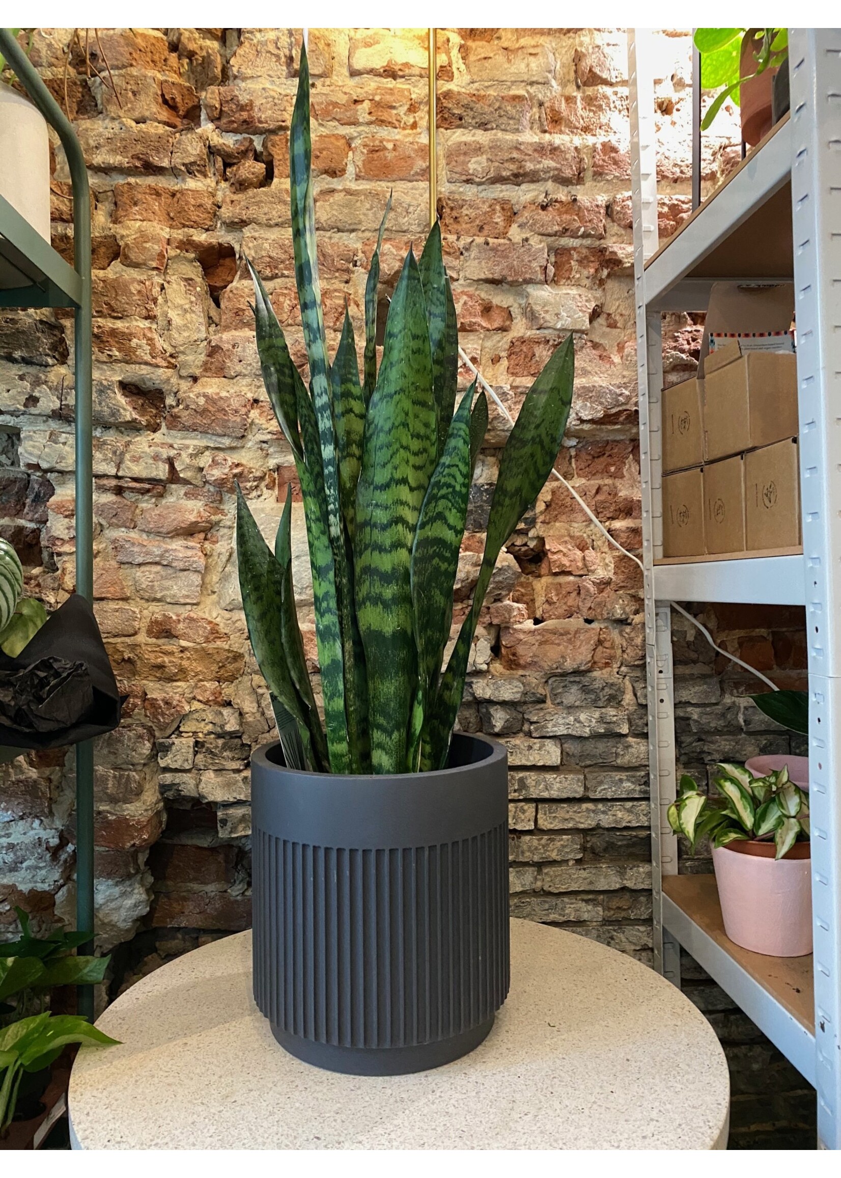 Sansevieria zeylanica ∅19 h75