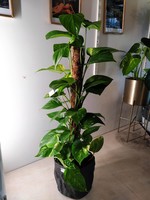 Epipremnum aureum Ø19 h80 (pole)