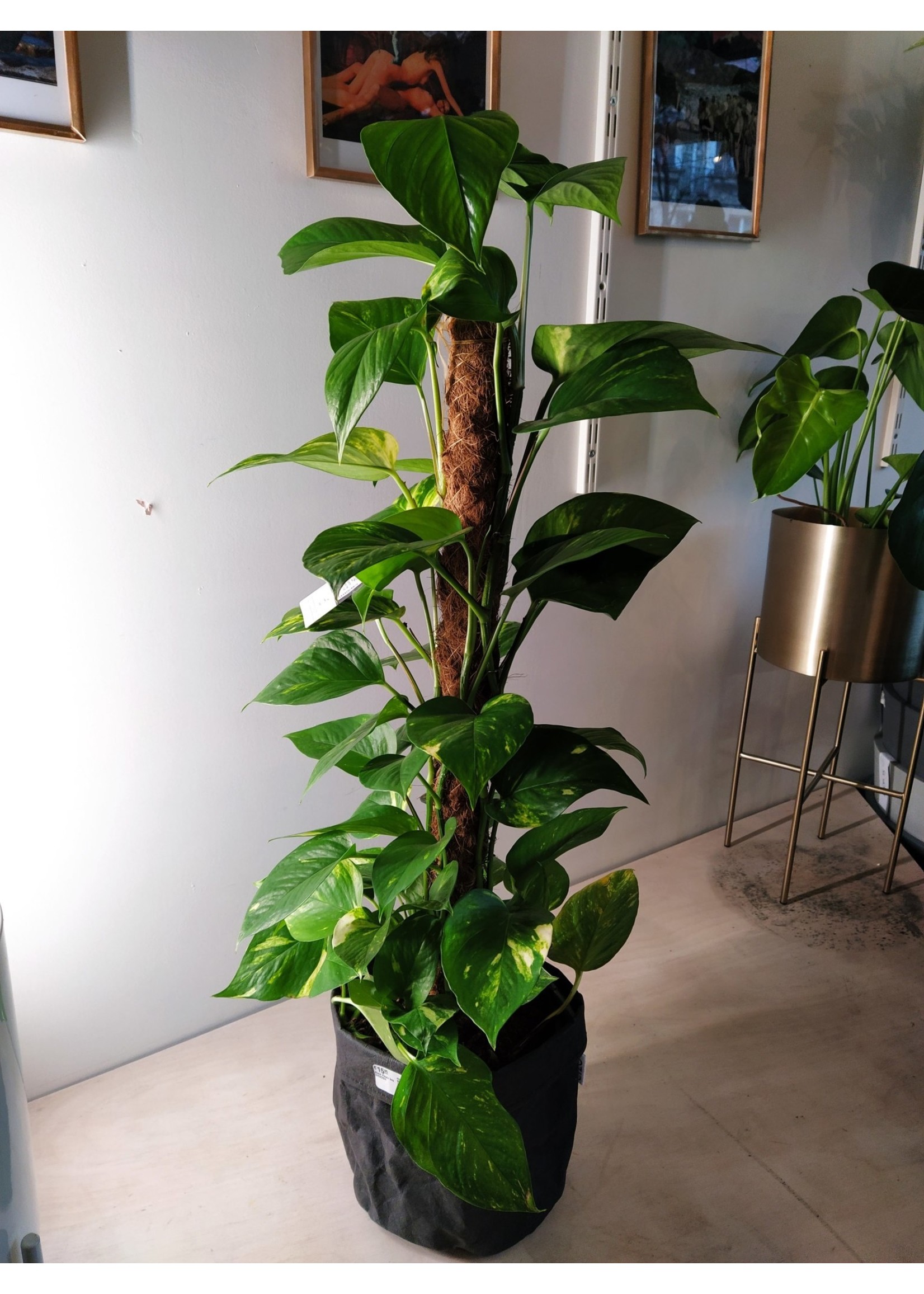 Epipremnum aureum Ø19 h80 (pole)