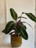 Calathea warscewiczii Ø19 h75