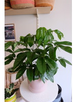 Schefflera Amate ∅24 h100