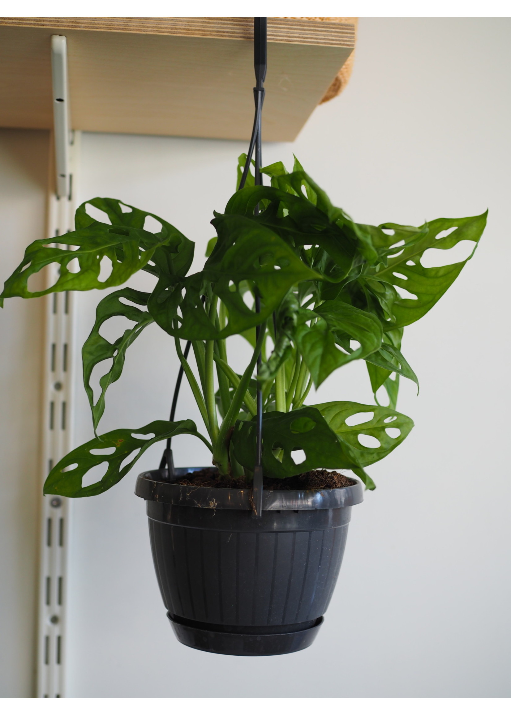 Monstera adansonii Ø15 (hanging pot)