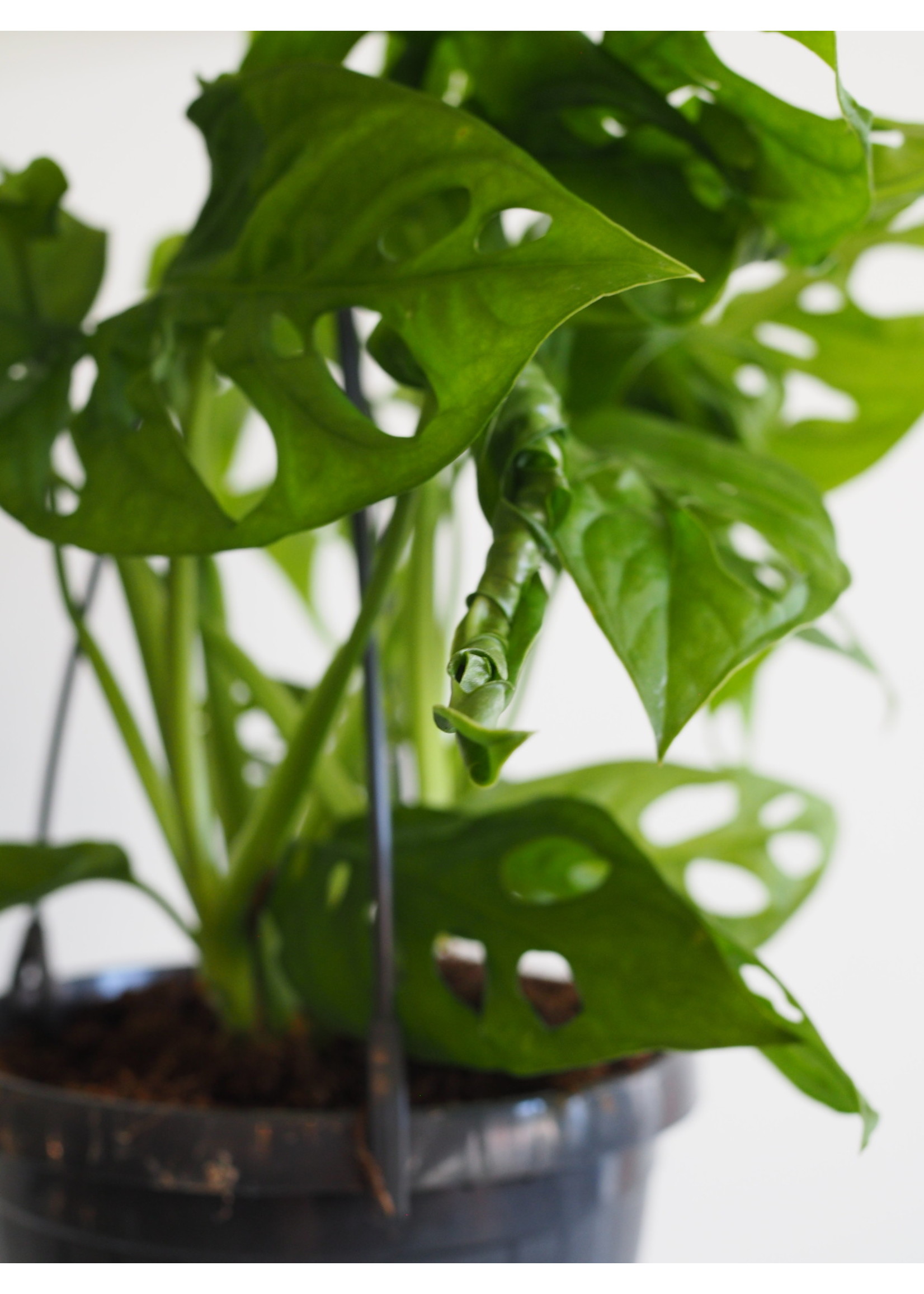 Monstera adansonii Ø15 (hanging pot)