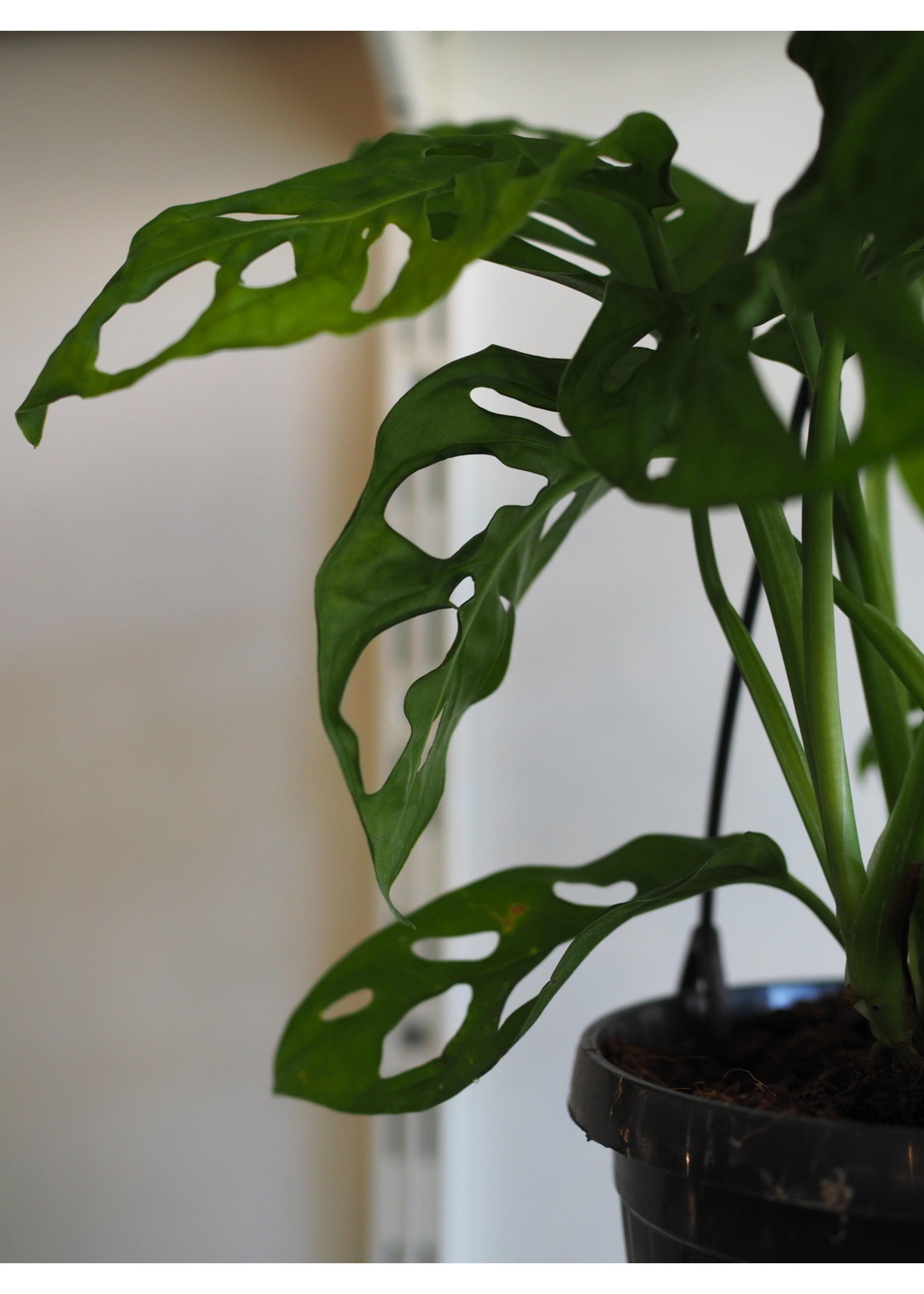 Monstera adansonii Ø15 (hanging pot)