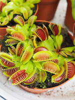 Dionaea muscipula  Ø12 h20