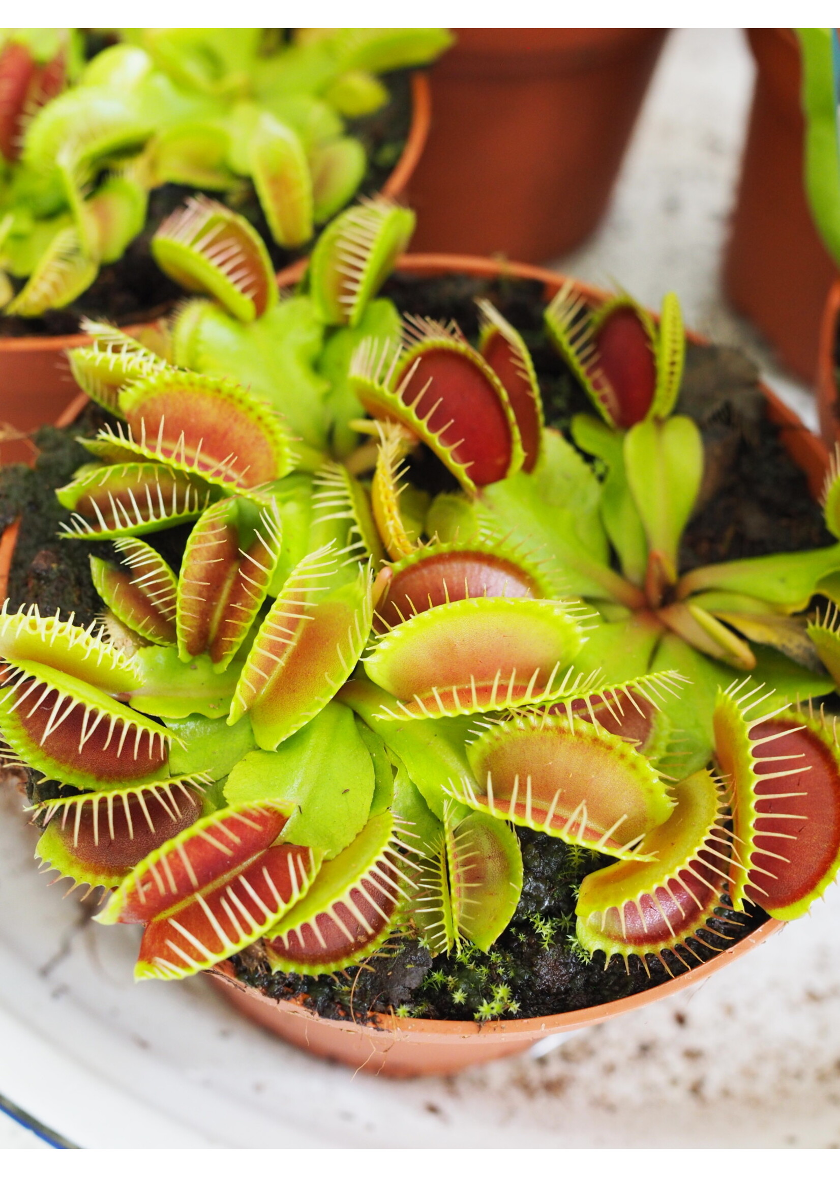 Dionaea muscipula  Ø12 h20