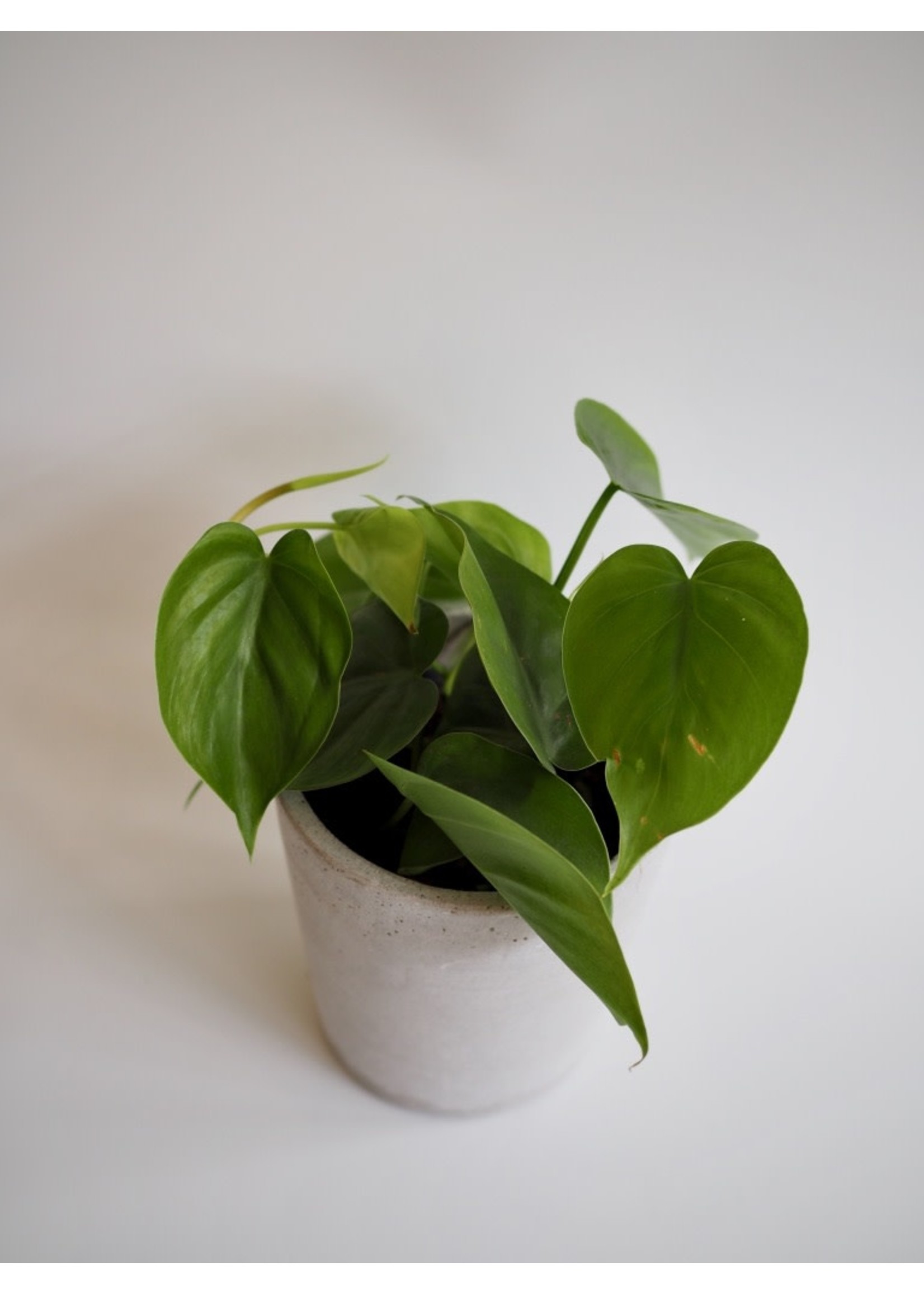 Philodendron hederaceum ∅12 h15
