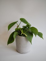 Philodendron hederaceum ∅12 h15