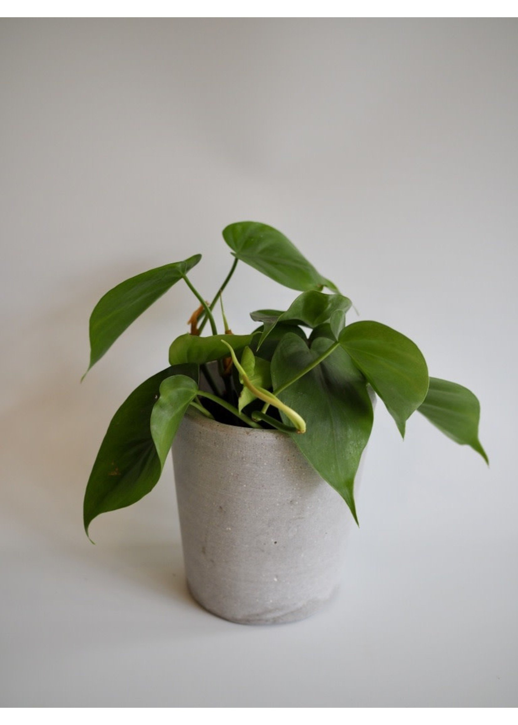 Philodendron scandens ∅12 h15