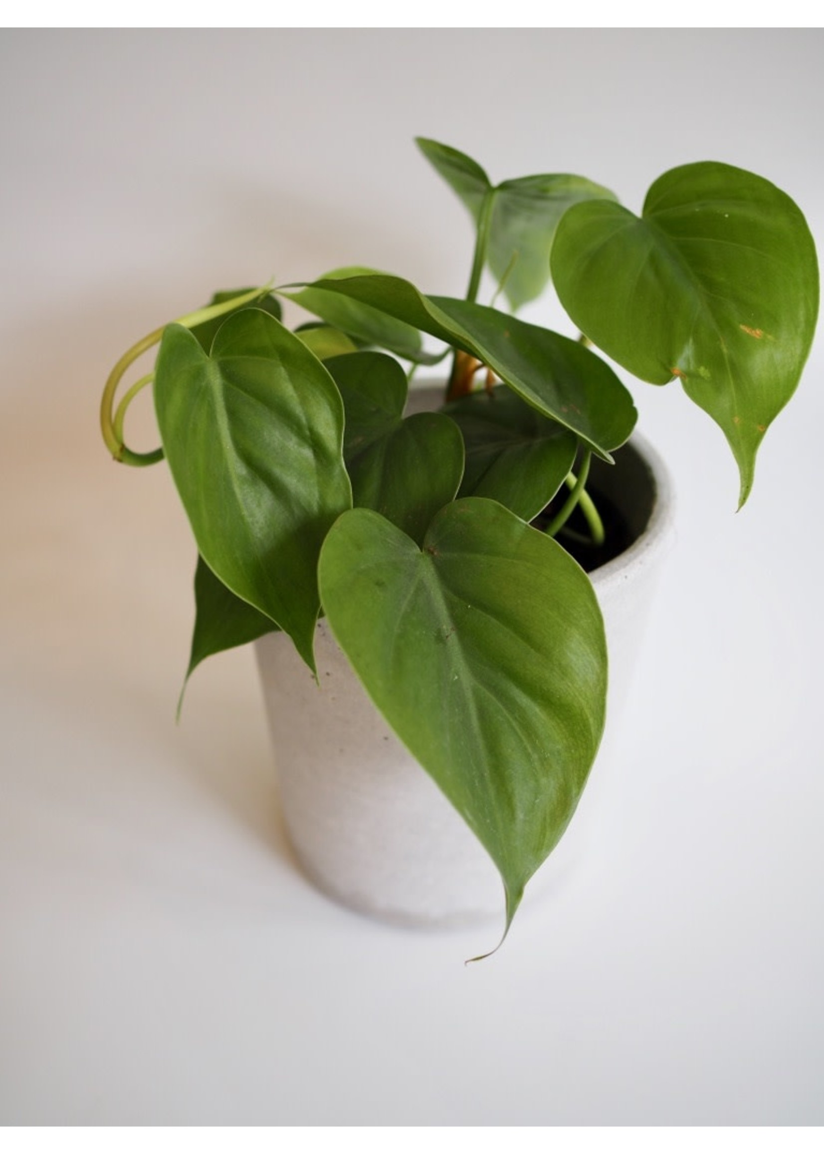 Philodendron hederaceum ∅12 h15