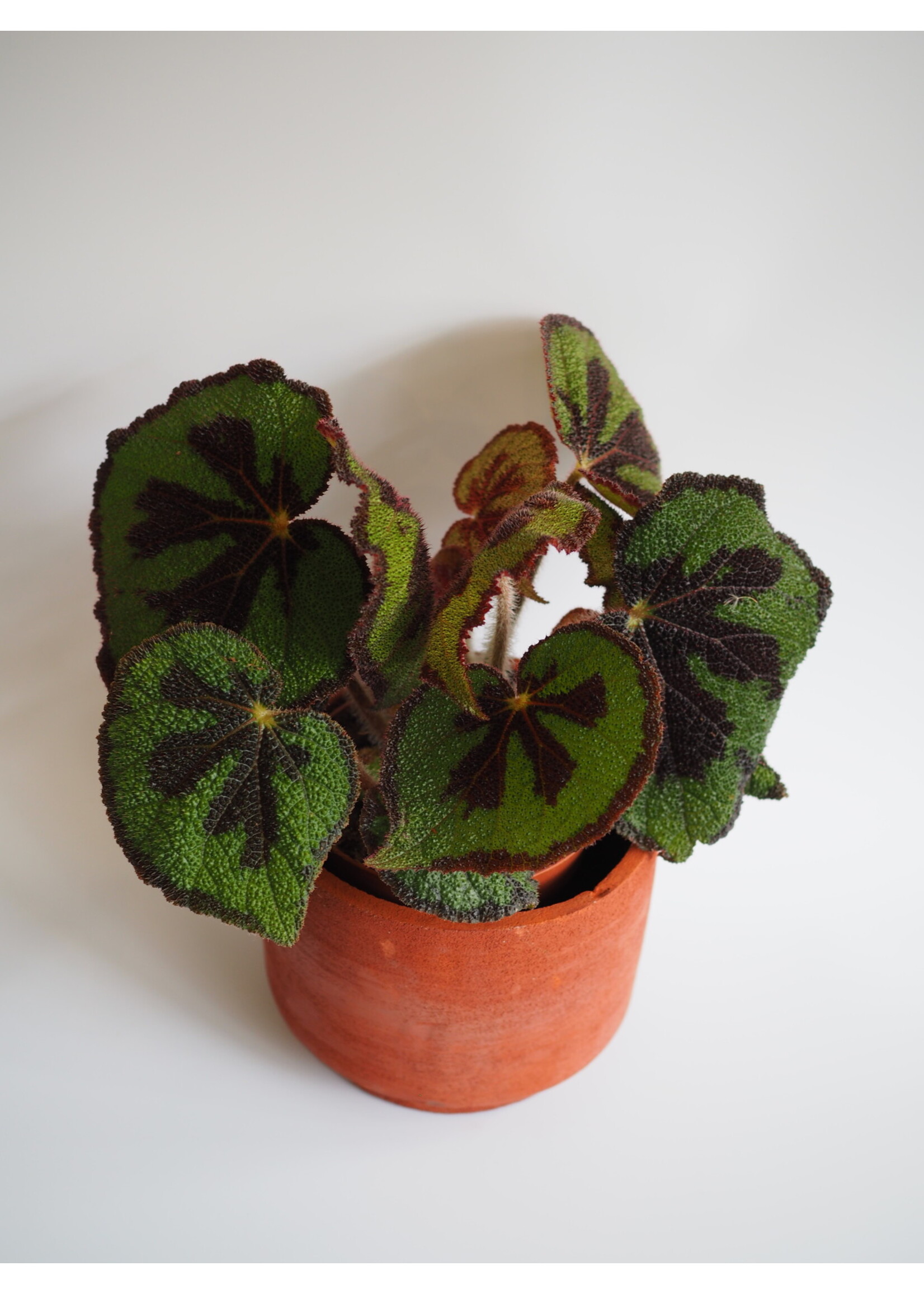 Begonia masoniana Ø15 h30