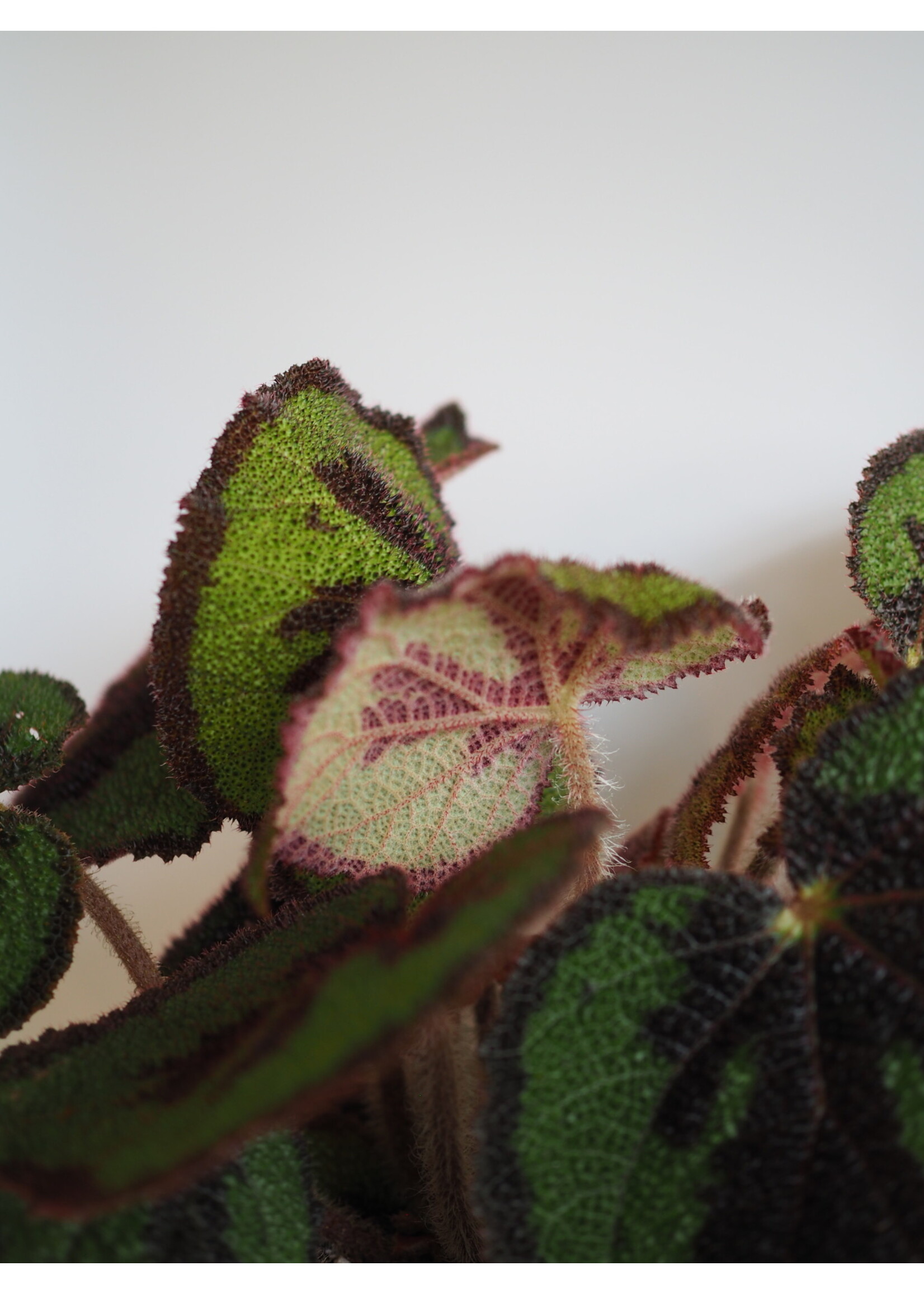 Begonia masoniana Ø15 h30