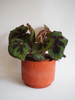 Begonia blad Masoniana Ø15 h30