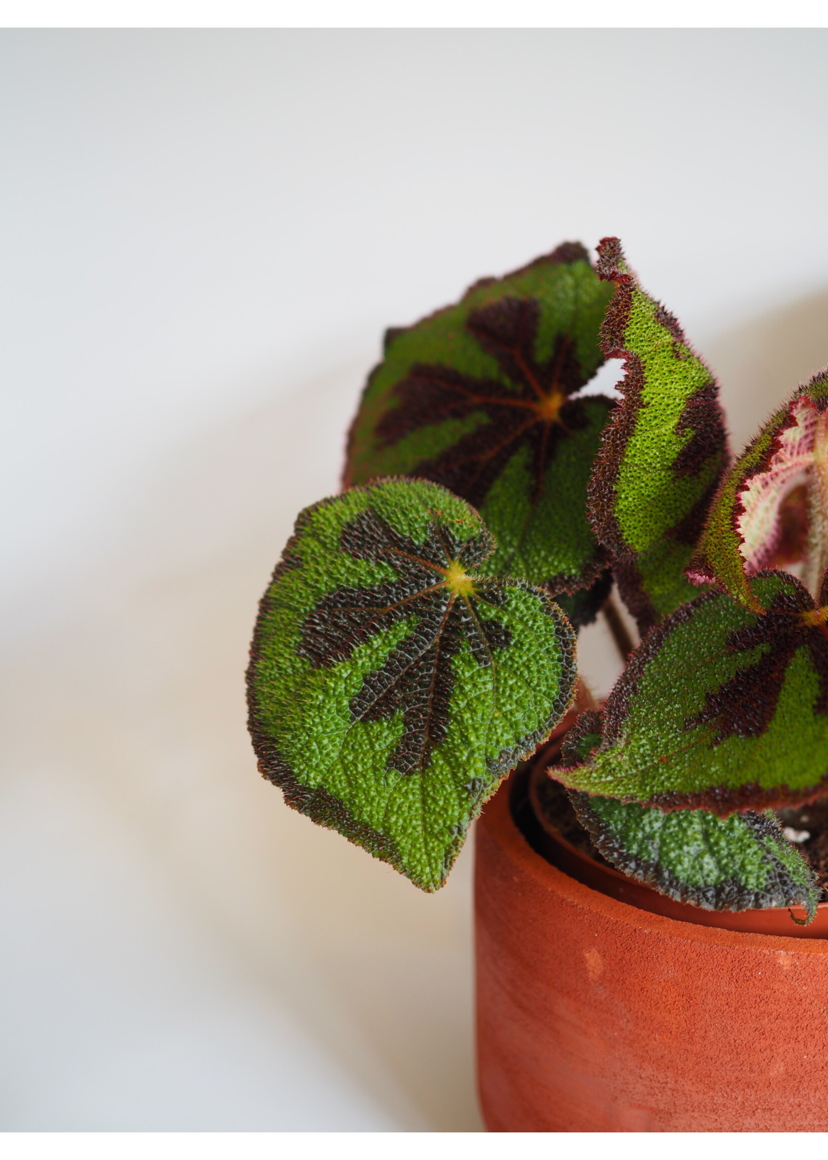 Begonia masoniana Ø15 h30