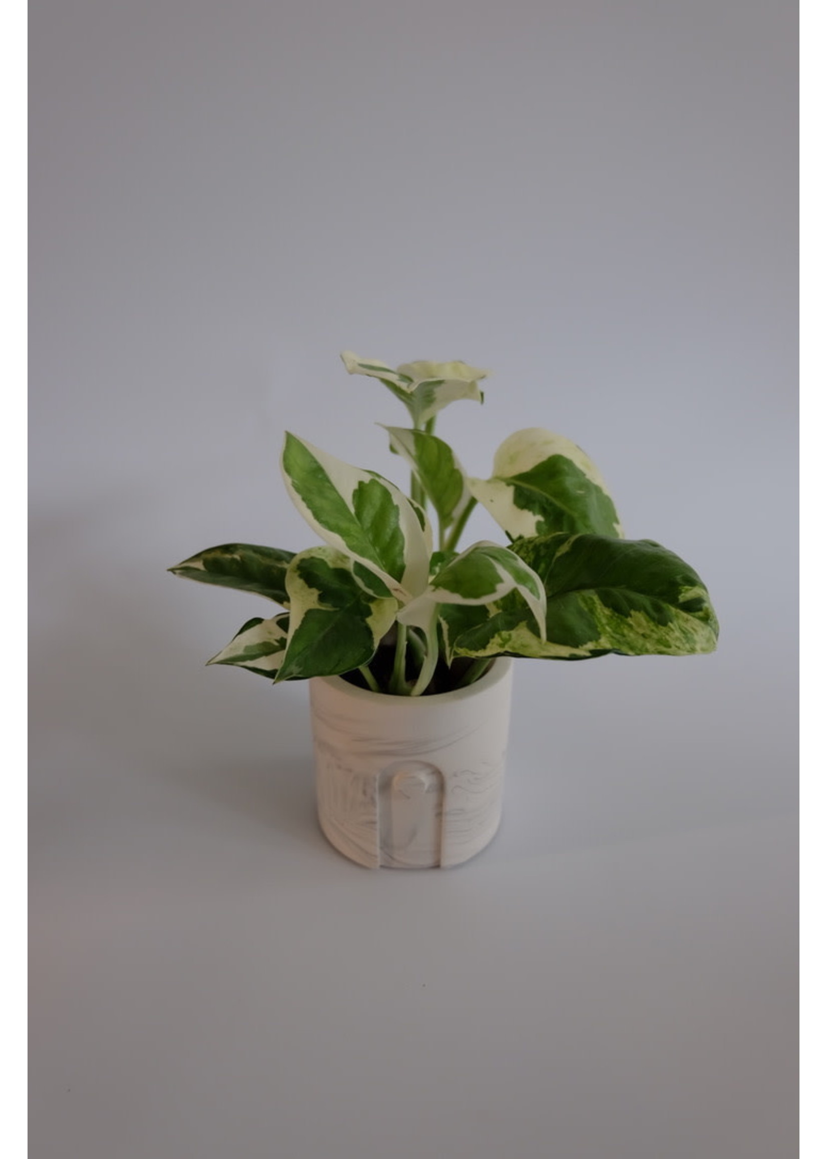 Epipremnum aureum 'N'joy' ∅5 h10