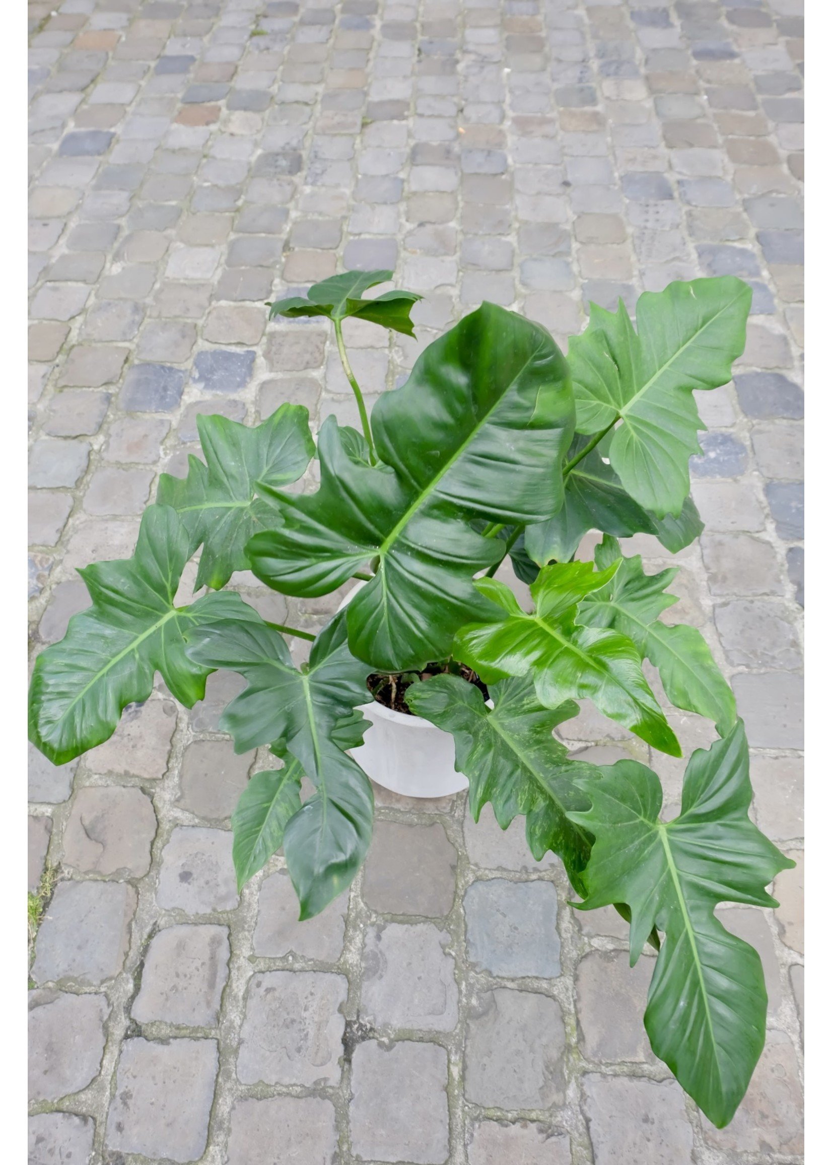 Philodendron 'Green Dragon' ∅21 h60