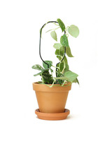 Black Plant Stake Mini - Hoop