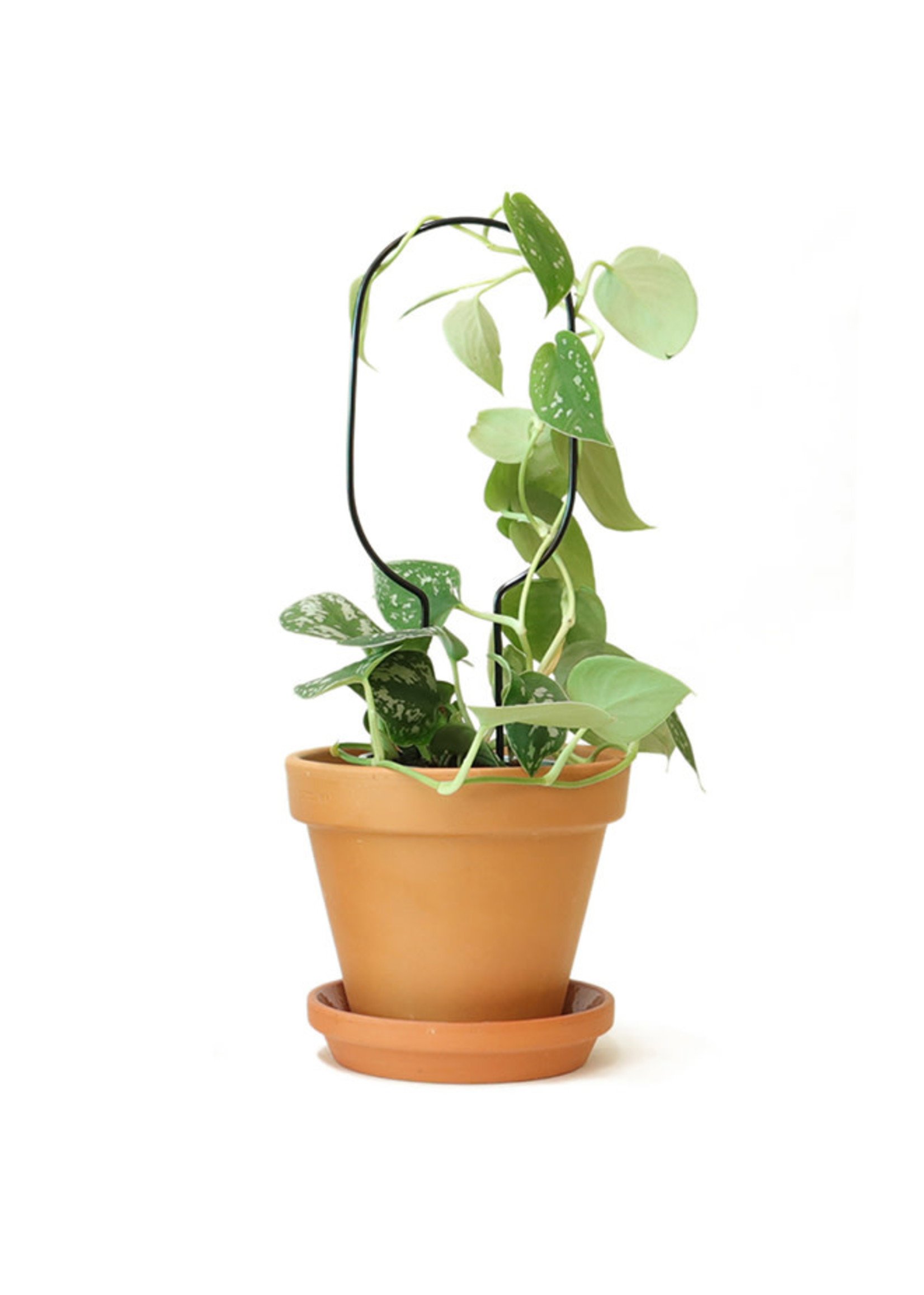 Black Plant Stake Mini - Hoop