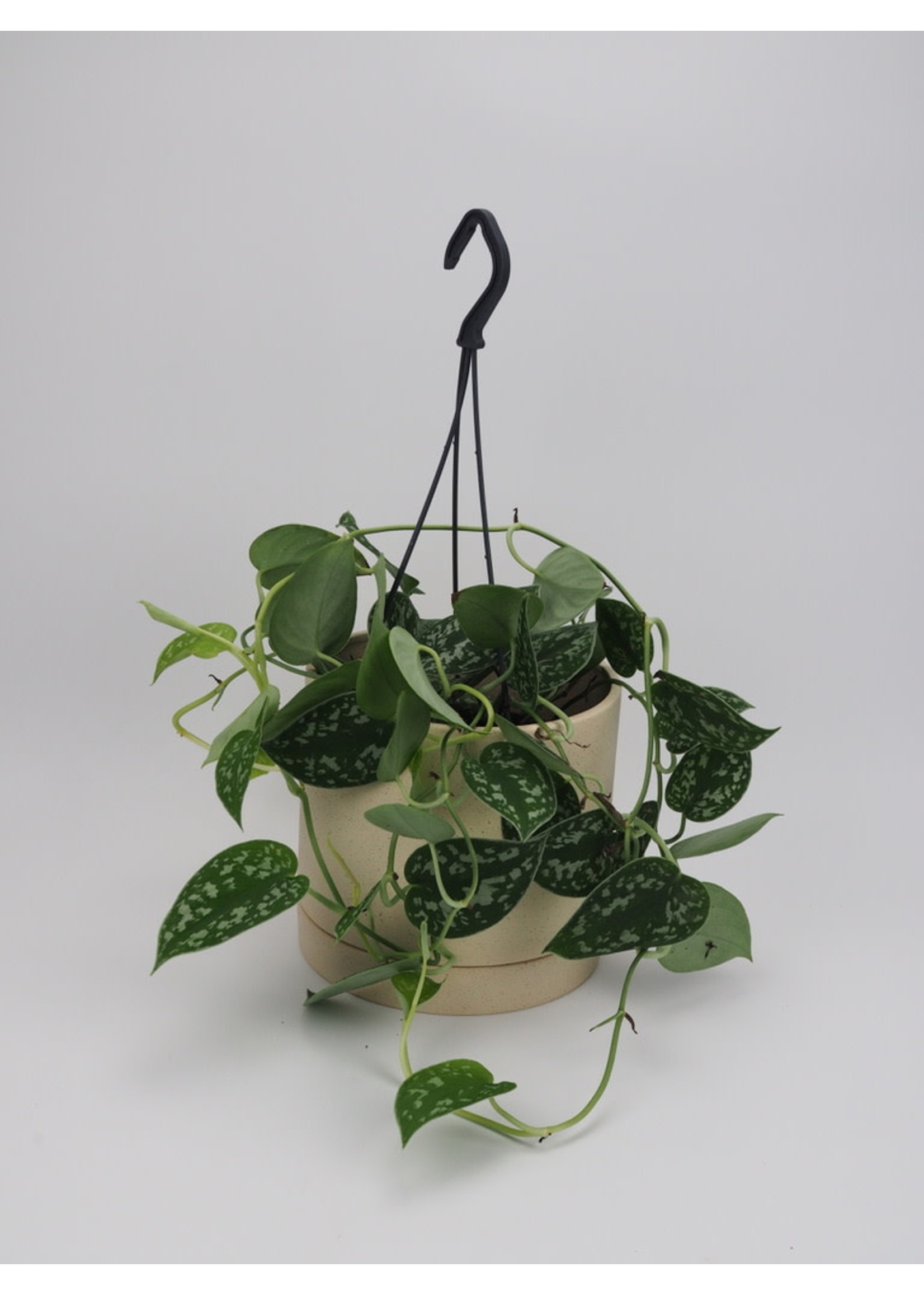 Scindapsus pictus Ø15 (hanging pot)