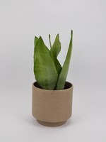 Sansevieria trifasciata 'Moonshine' Ø14 h50