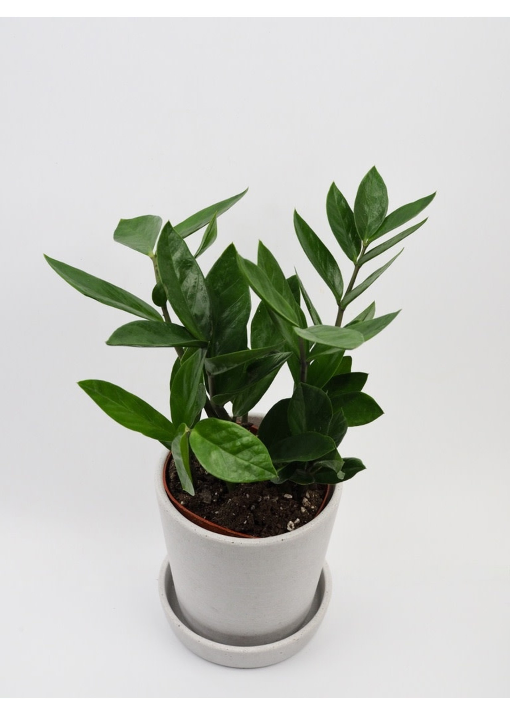 Zamioculcas zamiifolia Ø12 h40