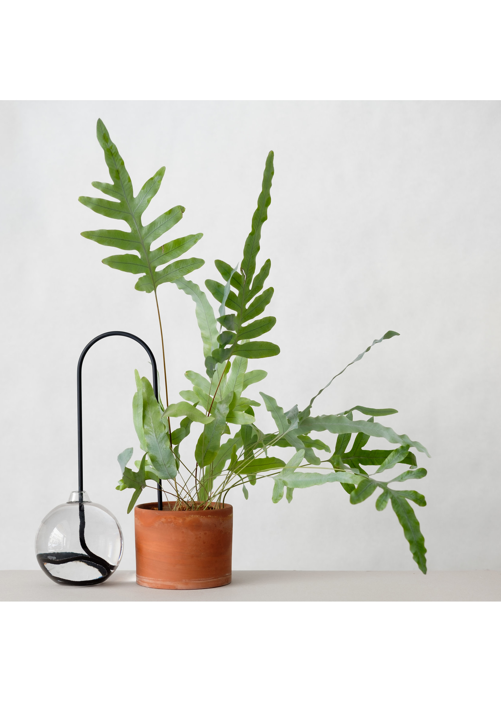 Plantstraws Plantstraw original 30 cm - Zwart