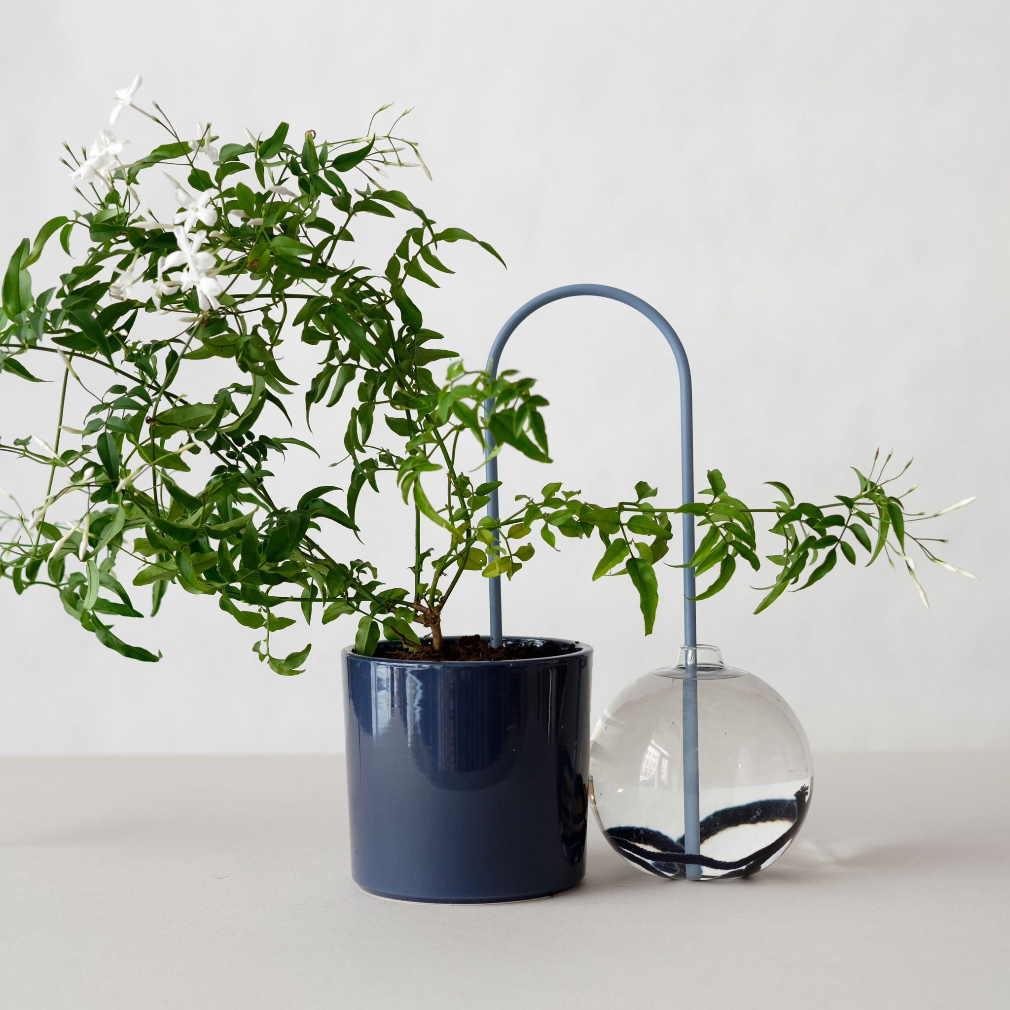 https://cdn.webshopapp.com/shops/299784/files/397636646/plantstraws-plantstraw-original-30-cm-bleu-doux.jpg