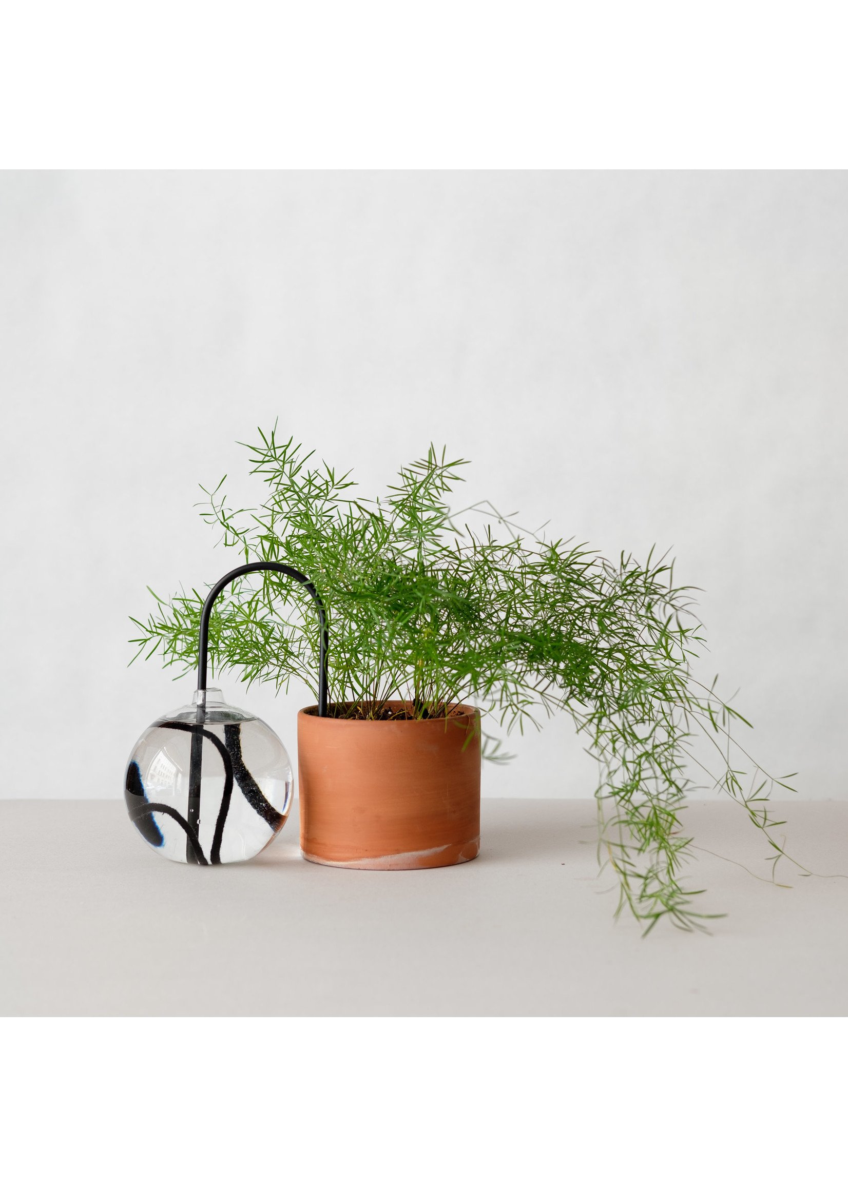Plantstraws Plant Straws S 20cm - Black