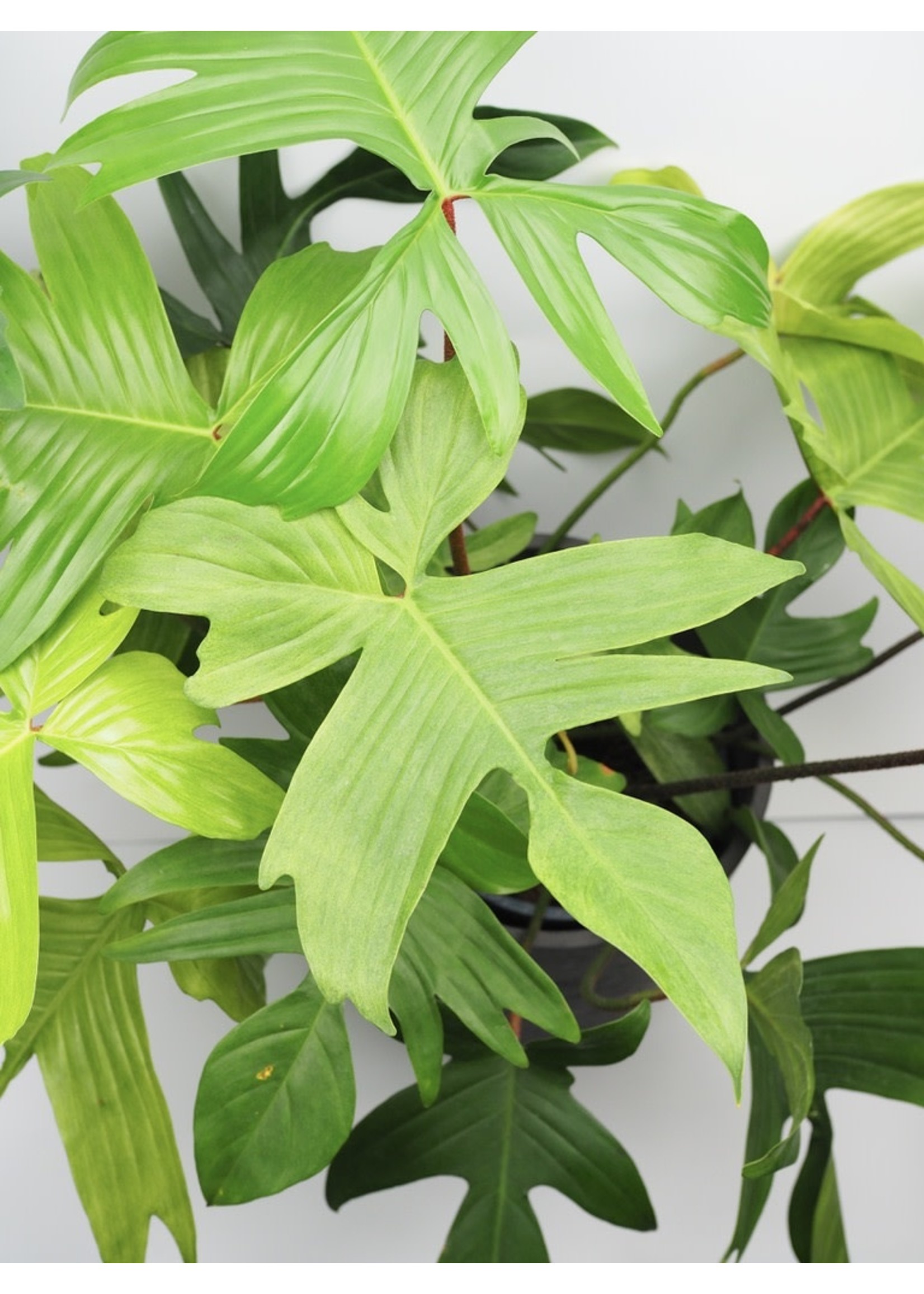 Philodendron 'Florida Ghost Mint' Ø21 h60
