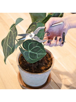 Kit de bouturage Greenfinity - le pot auto-arrosant et son vase à bout –  Maison Fertile