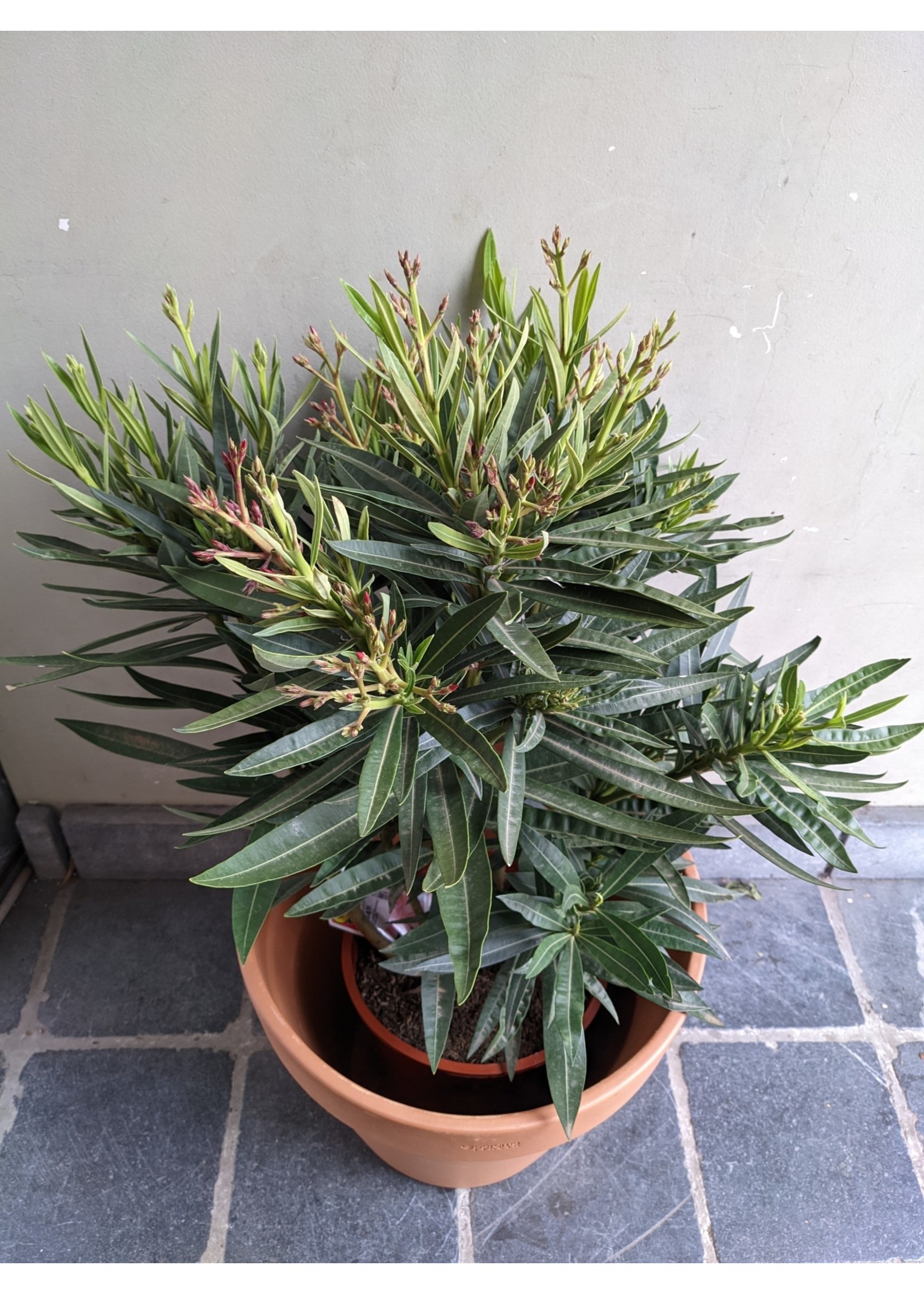 Nerium oleander Ø20 h65