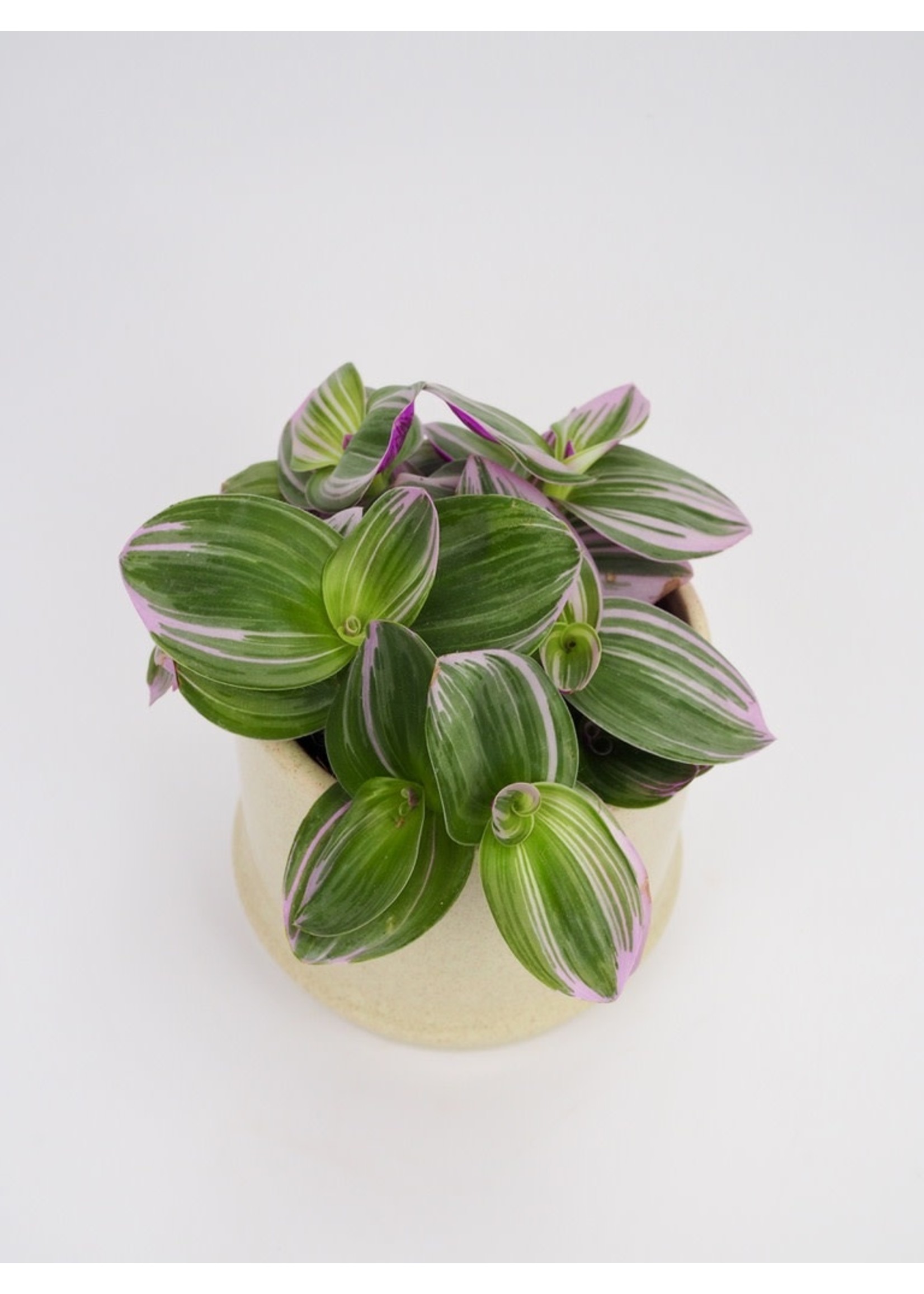 Tradescantia albiflora 'Nanouk' Ø12 h20