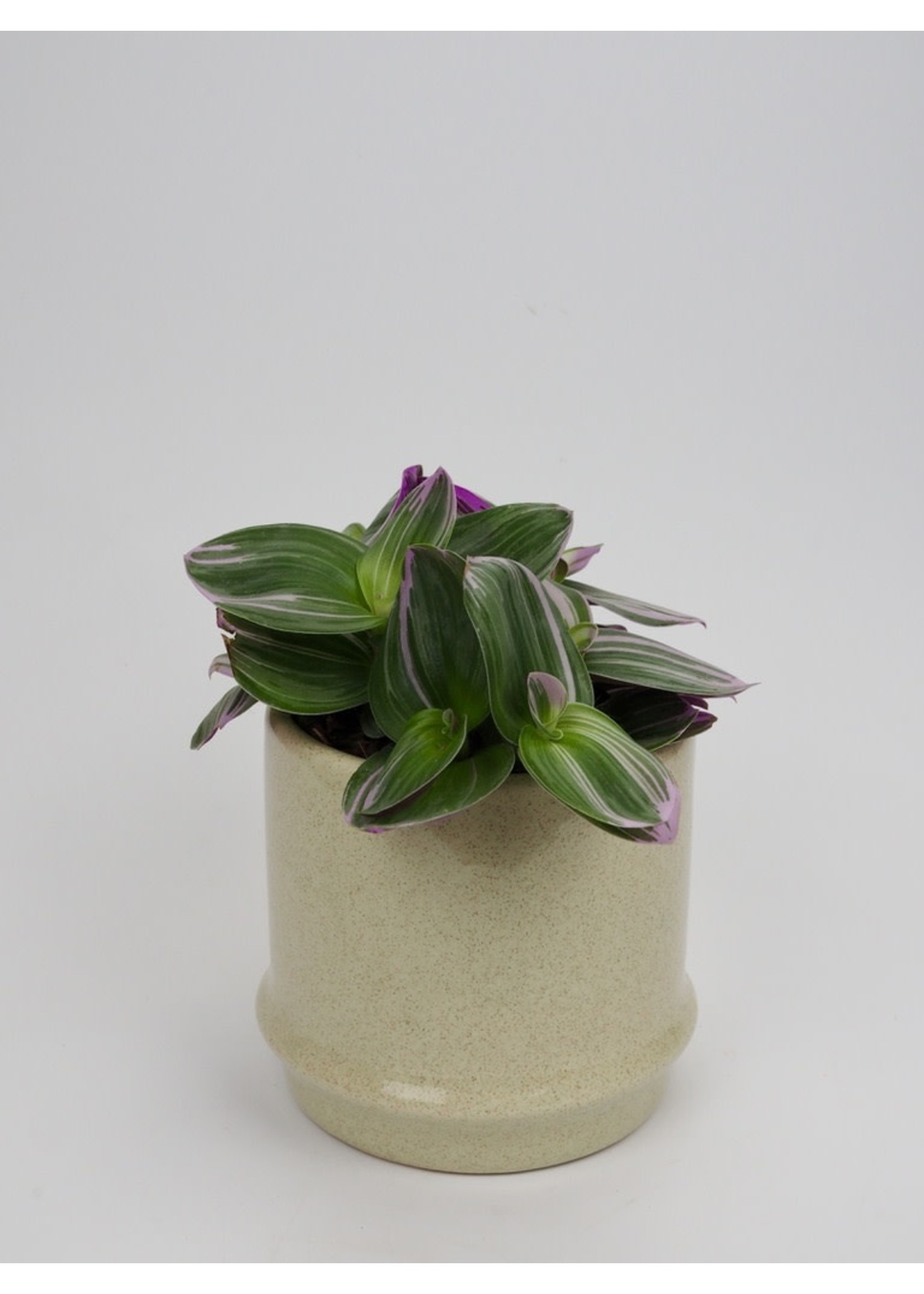 Tradescantia albiflora 'Nanouk' Ø12 h20