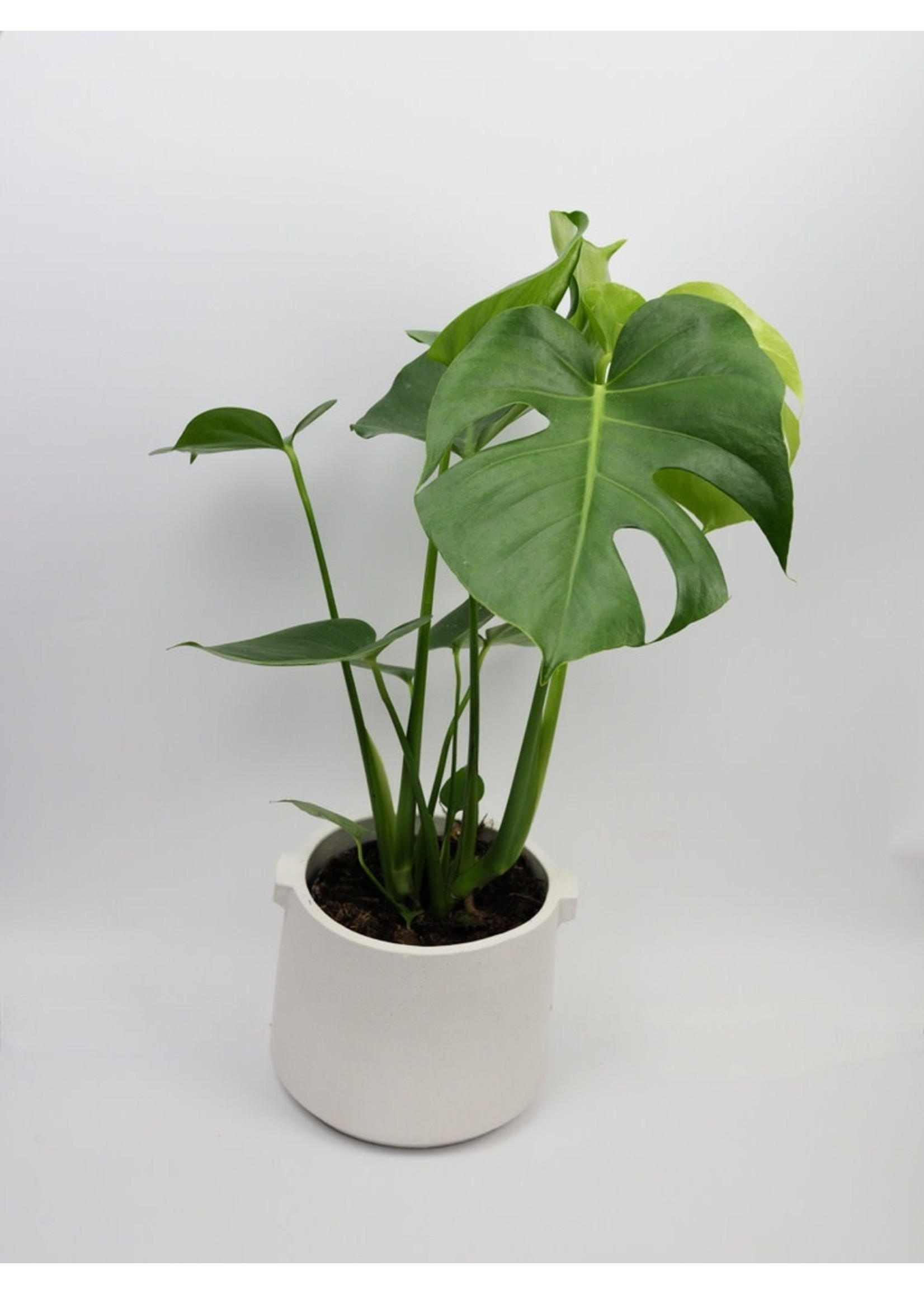 Monstera deliciosa Ø17 h60