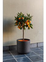 Citrus japonica (Kumquat) ∅22 h75