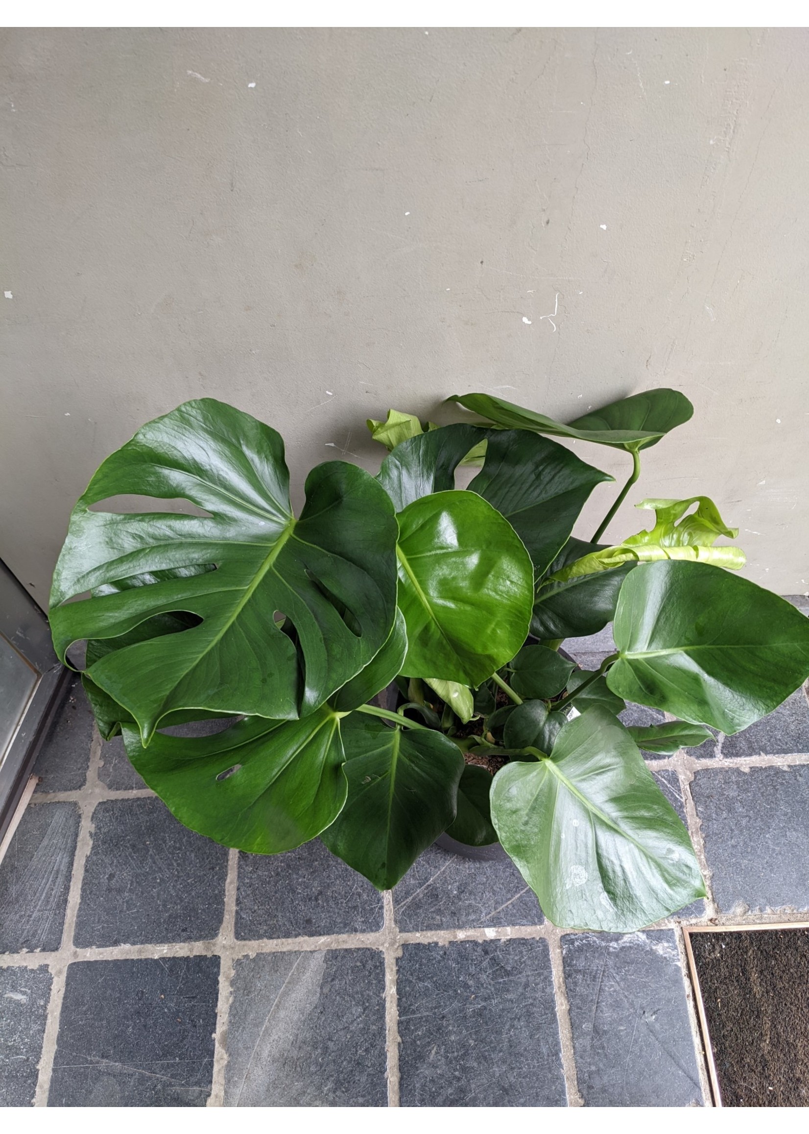Monstera deliciosa Ø21 h80