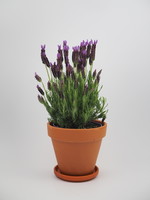 Lavandula stoechas Ø14 h30