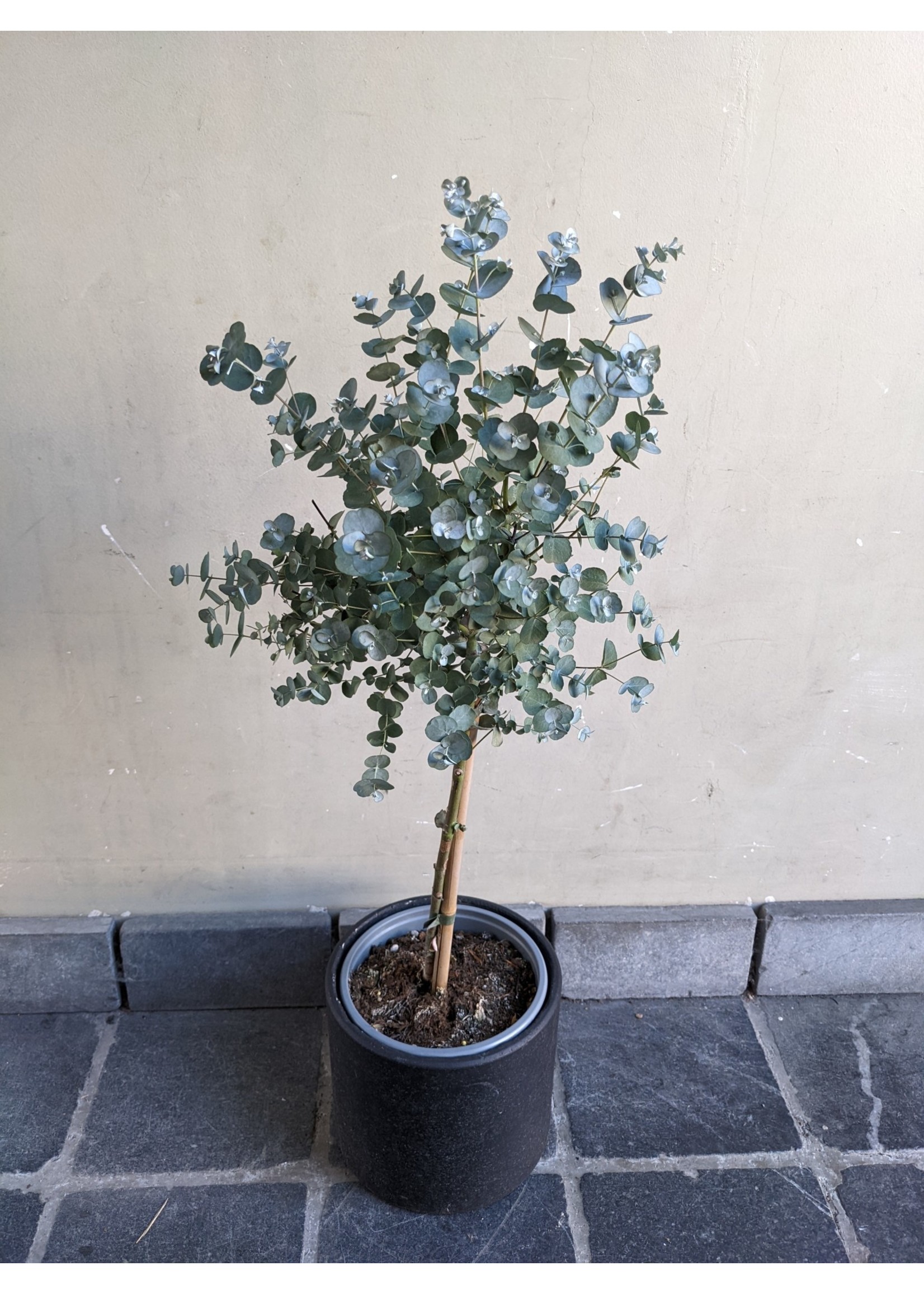 Eucalyptus gunnii ∅17 h80