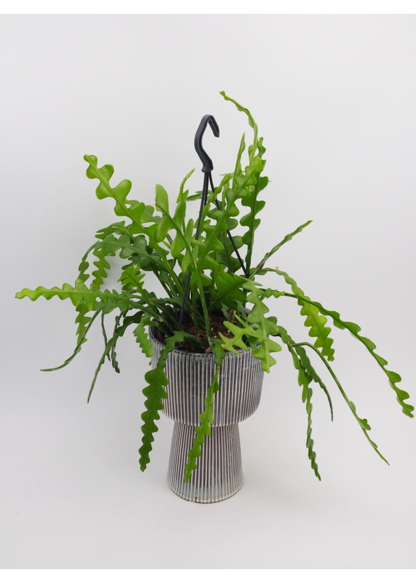 Epiphyllum Anguliger [Fishbone Cactus] ∅14 (hangpot)