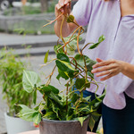 planten ondersteuning