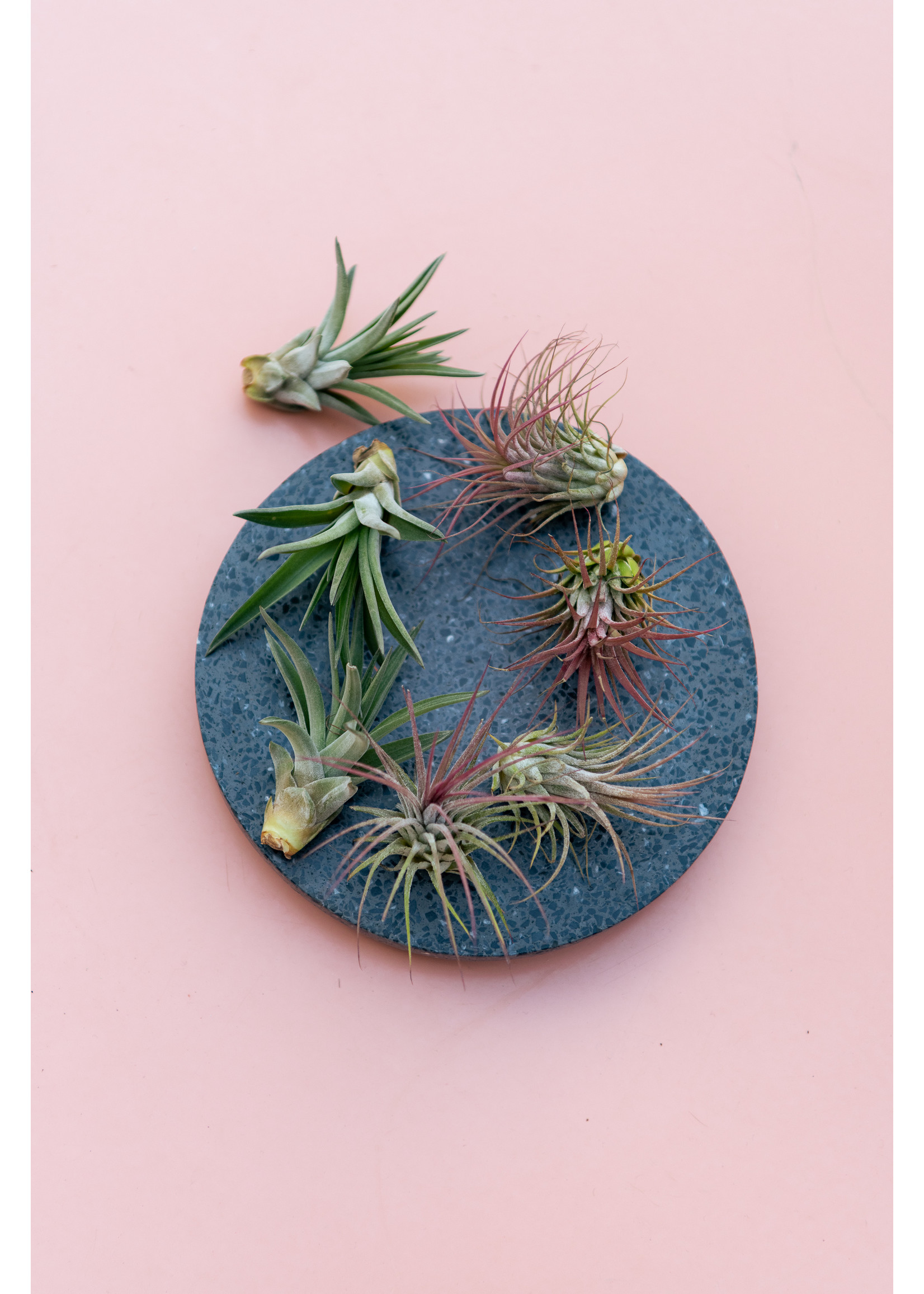 Tillandsia ionantha [airplant]