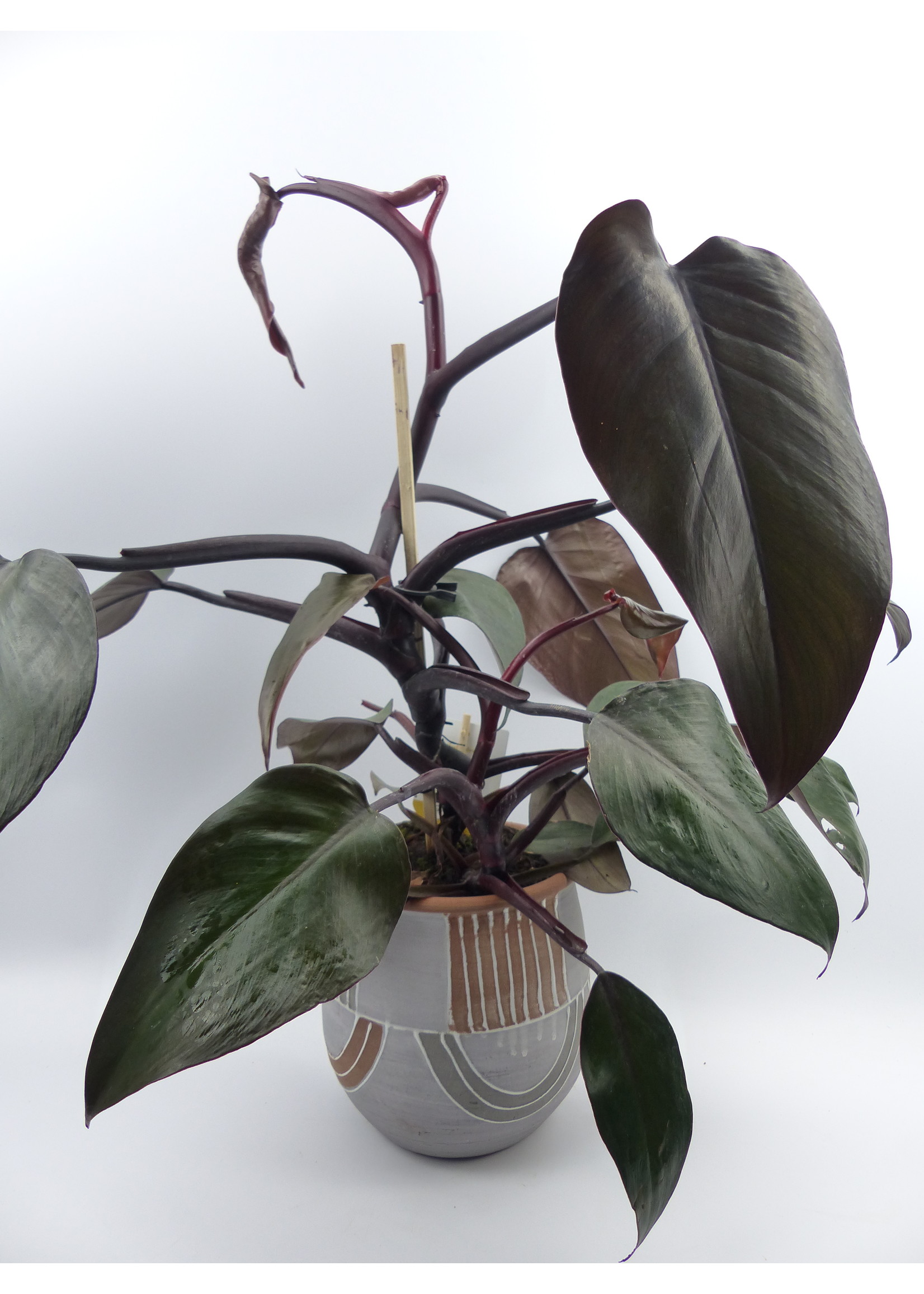 Philodendron 'New Red' Ø14 h40
