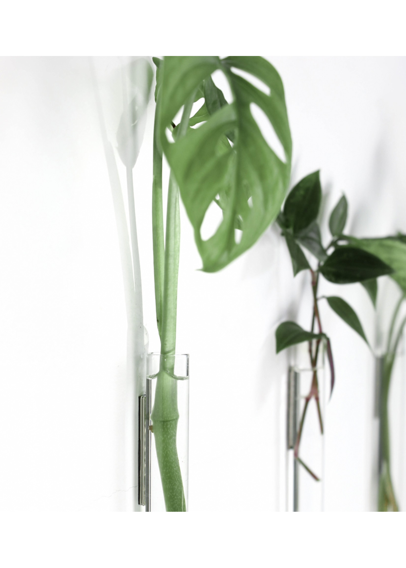 Muurbloempjes - 6 planthangers - Verre transparent