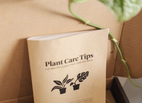 HERFST: hoe bereid je je planten het beste voor op deze donkere dagen?