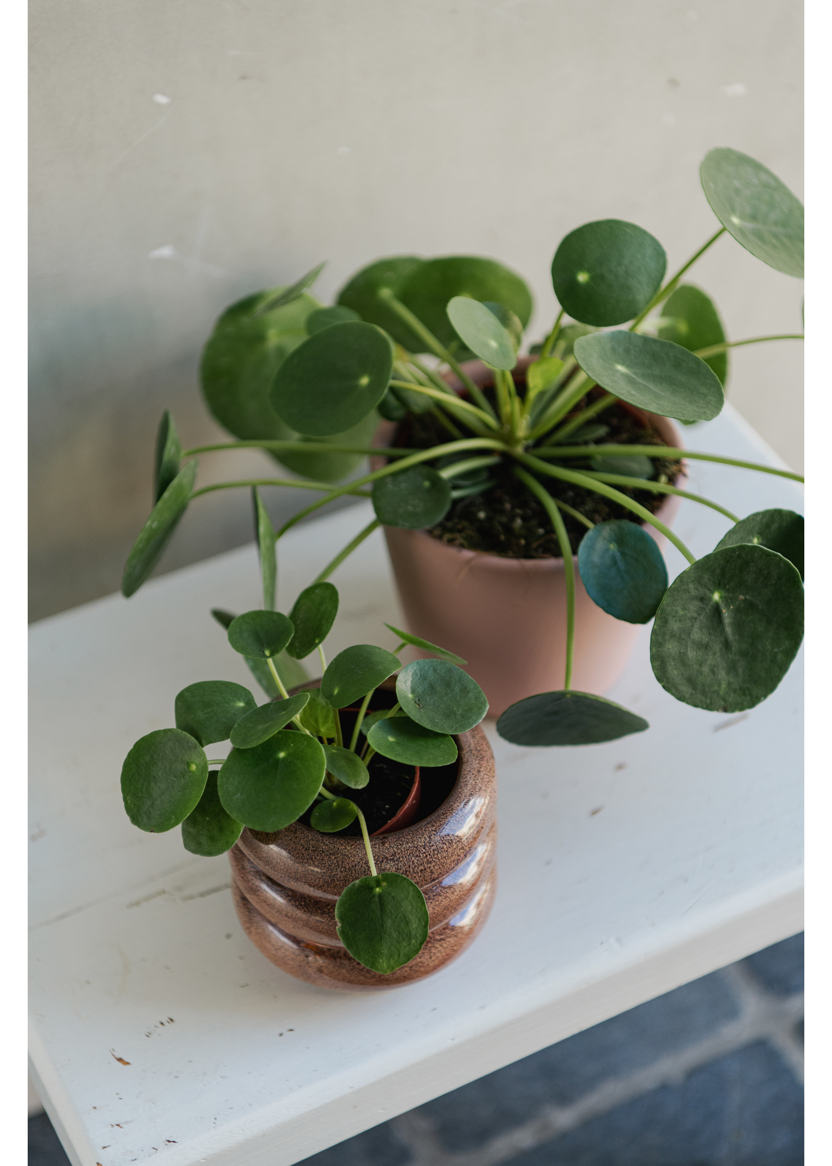 Pilea peperomioides ∅5 h10