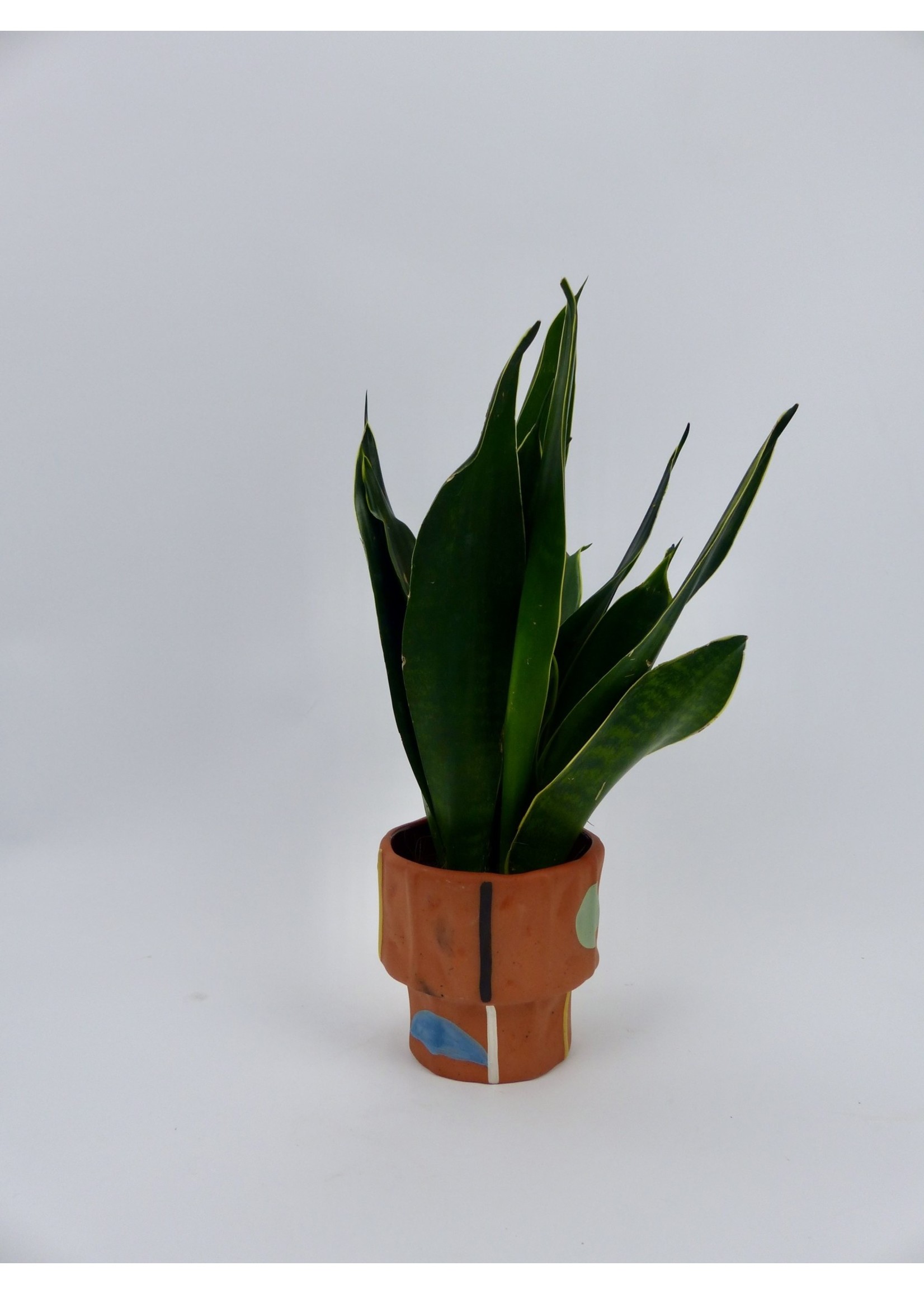 Sansevieria trifasciata 'Black Diamond' Ø9 h25