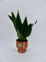 Sansevieria trifasciata 'Black Diamond' Ø9 h25